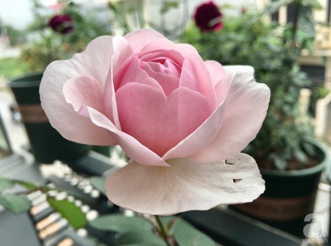 Bà mẹ hai con ở Hải Phòng chi gần 100 triệu tạo vườn hồng hoa nở đẹp như ở Châu Âu - Ảnh 31.