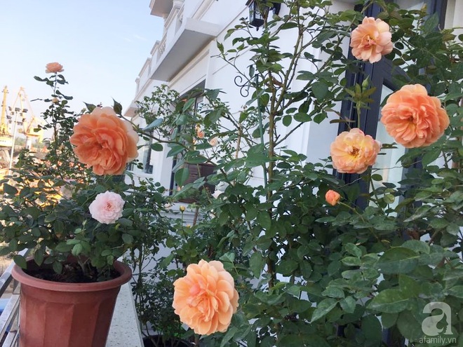 Bà mẹ hai con ở Hải Phòng chi gần 100 triệu tạo vườn hồng hoa nở đẹp như ở Châu Âu - Ảnh 32.