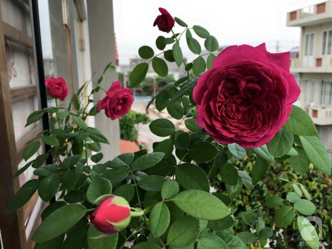 Bà mẹ hai con ở Hải Phòng chi gần 100 triệu tạo vườn hồng hoa nở đẹp như ở Châu Âu - Ảnh 36.