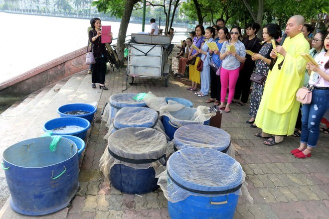 Cá Hồ Tây bất ngờ chết trắng mặt hồ - Ảnh 3.