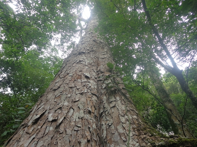  [Ảnh]: Ngưỡng mộ quần thể rừng nghiến 1.000 năm tuổi được công nhận là cây di sản - Ảnh 5.