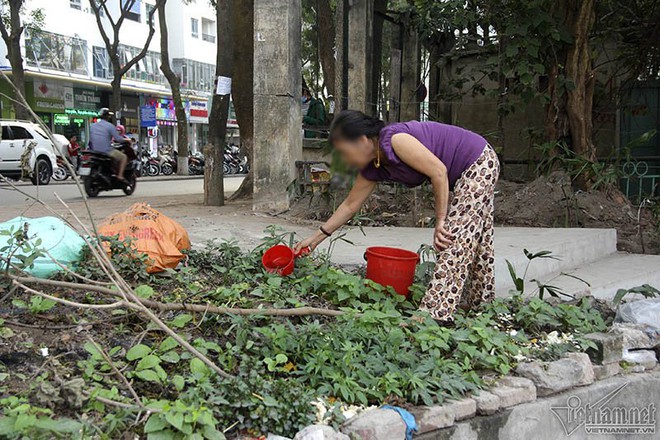 Giữa hồ bao cao su, ven bờ kim tiêm: Múc nước Linh Đàm tưới rau - Ảnh 4.