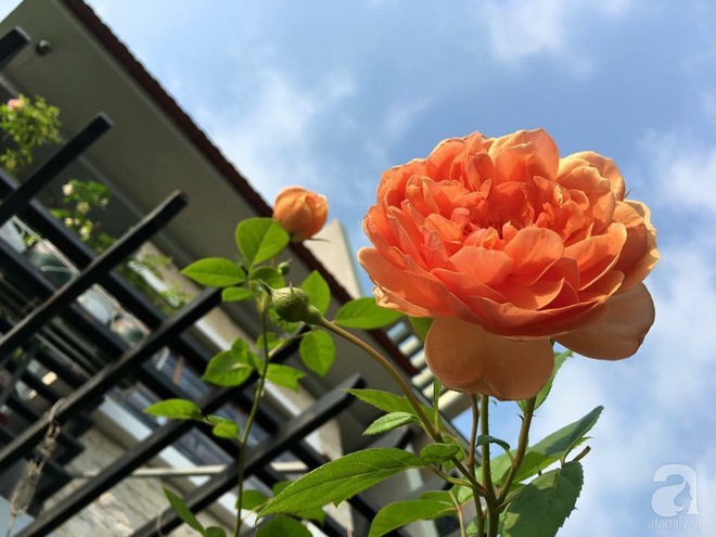 Bà mẹ hai con ở Hải Phòng chi gần 100 triệu tạo vườn hồng hoa nở đẹp như ở Châu Âu - Ảnh 5.