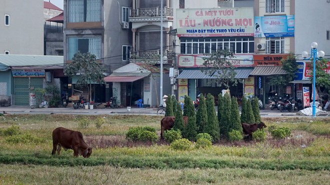 Vườn hoa giữa Hà Nội thành nơi chăn bò, thả gà - Ảnh 5.