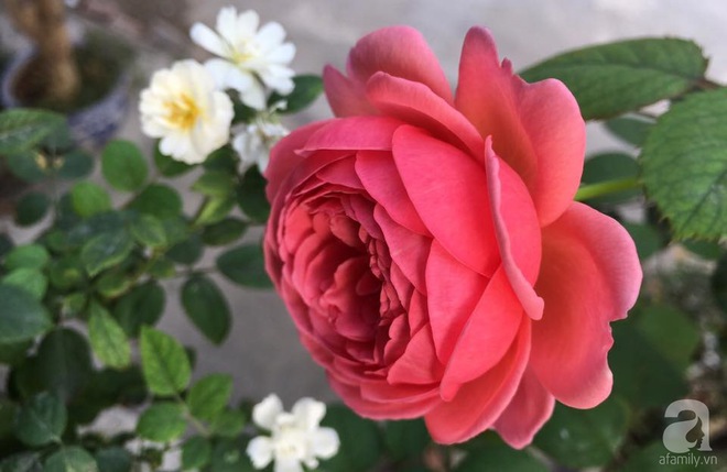Bà mẹ hai con ở Hải Phòng chi gần 100 triệu tạo vườn hồng hoa nở đẹp như ở Châu Âu - Ảnh 6.