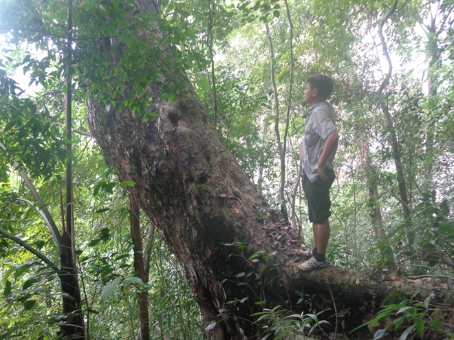  [Ảnh]: Ngưỡng mộ quần thể rừng nghiến 1.000 năm tuổi được công nhận là cây di sản - Ảnh 7.