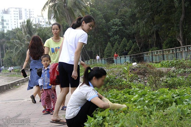 Giữa hồ bao cao su, ven bờ kim tiêm: Múc nước Linh Đàm tưới rau - Ảnh 6.