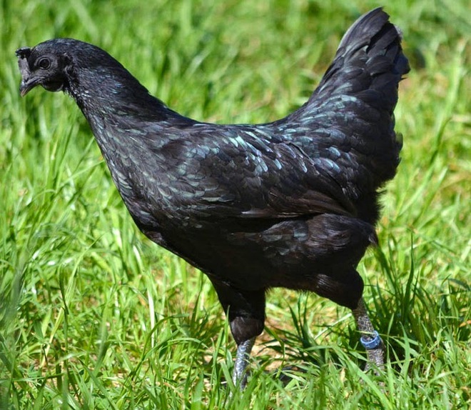Ai bảo trứng gà chỉ có nâu và trắng, còn có loại trứng đen xì được gà mái cũng đen kịt đẻ ra - Ảnh 8.