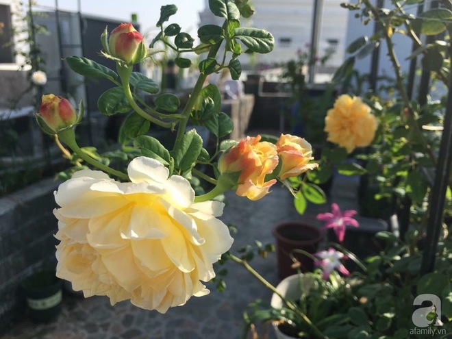 Bà mẹ hai con ở Hải Phòng chi gần 100 triệu tạo vườn hồng hoa nở đẹp như ở Châu Âu - Ảnh 8.