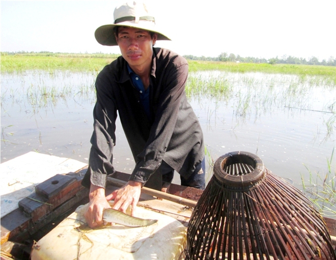 [Ảnh]: Nghề đẩy côn bắt cá lóc ở miền Tây - Ảnh 8.