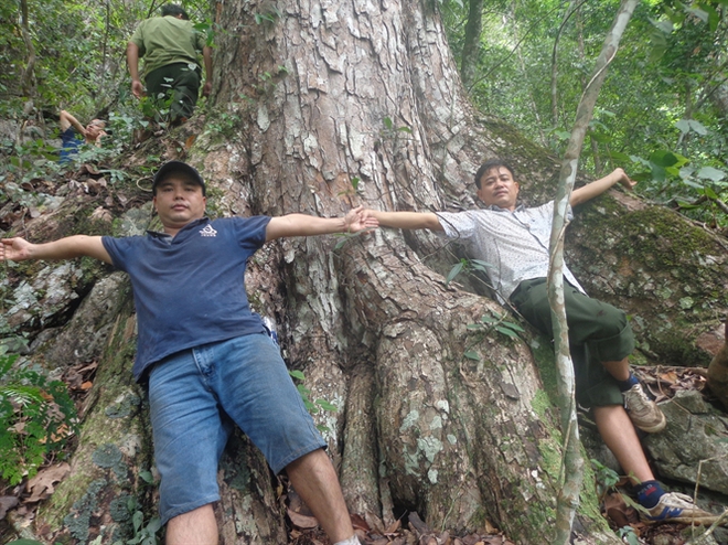  [Ảnh]: Ngưỡng mộ quần thể rừng nghiến 1.000 năm tuổi được công nhận là cây di sản - Ảnh 9.