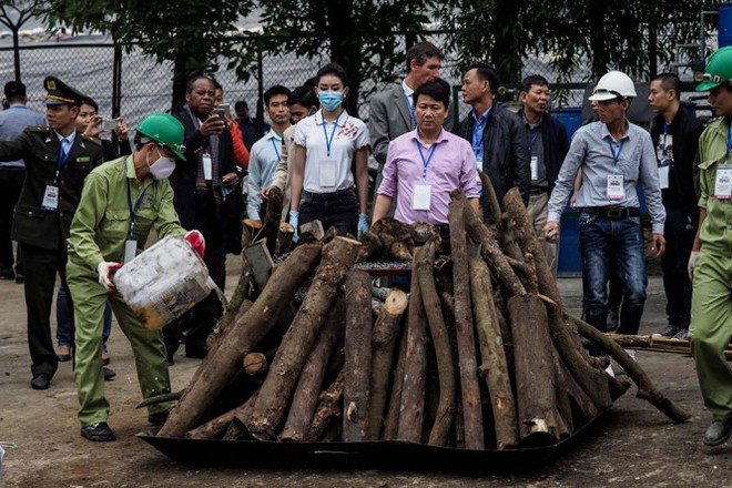  Tiêu hủy 2 tấn ngà voi và 70kg sừng tê giác  - Ảnh 10.