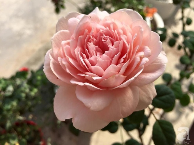 Bà mẹ hai con ở Hải Phòng chi gần 100 triệu tạo vườn hồng hoa nở đẹp như ở Châu Âu - Ảnh 10.