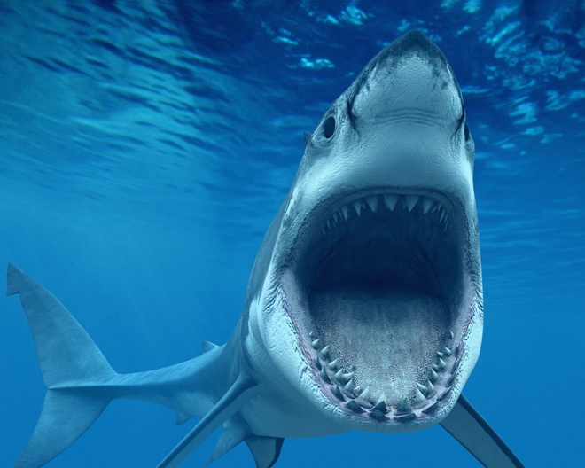 Siêu cá mập lớn nhất Trái Đất Megalodon biến mất, vì sao? - Ảnh 3.