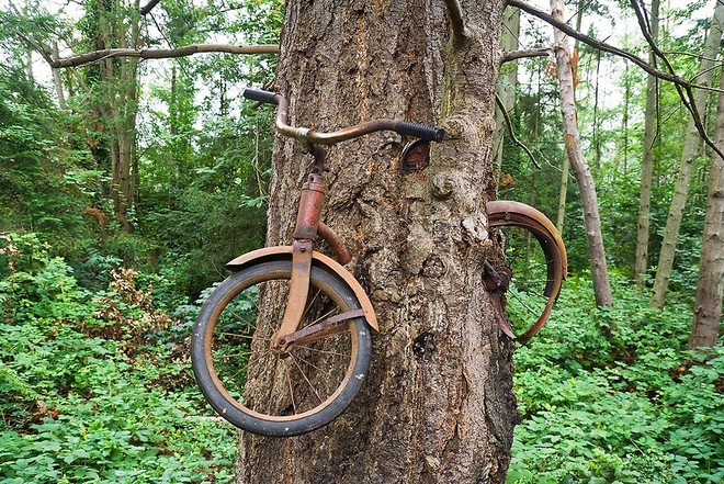 Chiếc xe đạp bị nuốt chửng giữa thân cây ở Washington  - Ảnh 1.