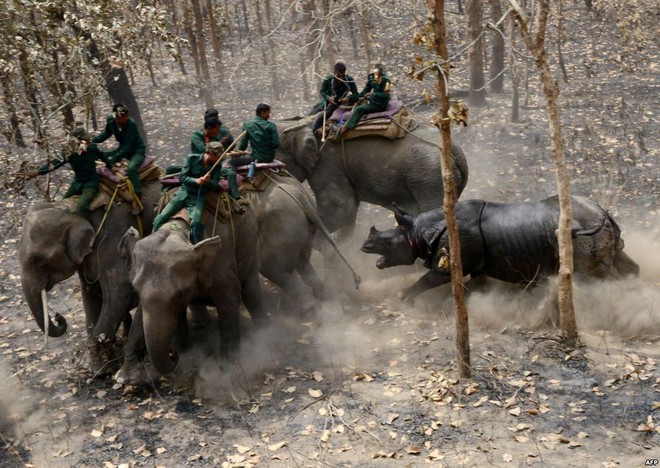 24h qua ảnh: Tê giác điên cuồng tấn công nhân viên bảo vệ động vật - Ảnh 5.