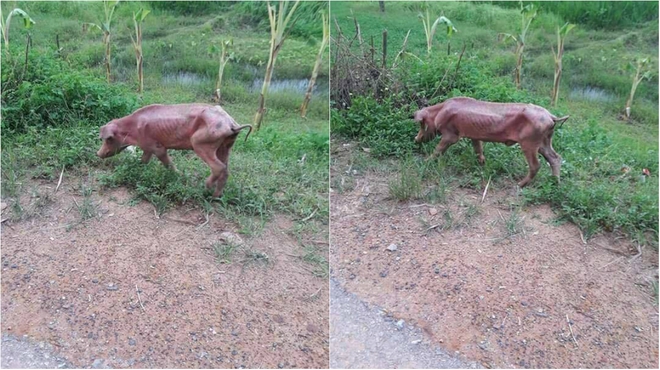 Chú lợn gày còm và câu chuyện đằng sau tạo nhiều cảm xúc - Ảnh 1.