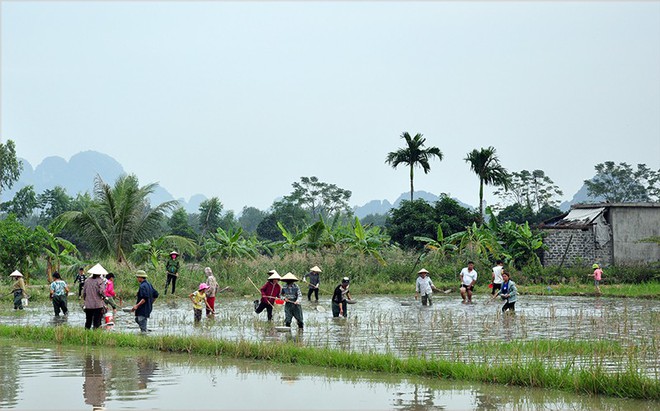 Về đồng ăn rươi - Ảnh 1.