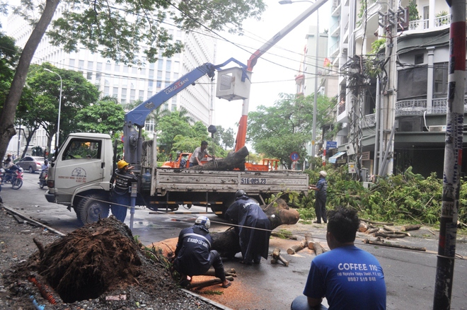 Cây xanh bật gốc giữa trung tâm Sài Gòn, nhiều người tháo chạy - Ảnh 1.