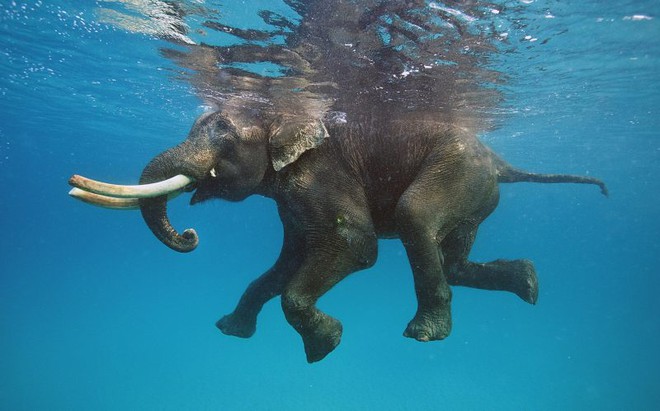 Chuyện hy hữu: Bị trôi lạc ra biển 15km, chú voi rừng may mắn được hải quân cứu sống - Ảnh 3.