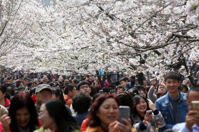 24h qua ảnh: Người Trung Quốc chen chúc ngắm hoa anh đào  - Ảnh 7.