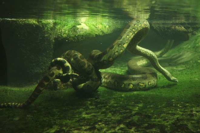 Chúng ta đã nhầm, Anaconda không phải là quái thú lớn nhất trên Trái Đất - Đây là lý do - Ảnh 8.