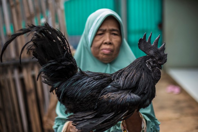 24h qua ảnh: Phát hiện gà trống đen tuyền cực hiếm ở Indonesia - Ảnh 3.