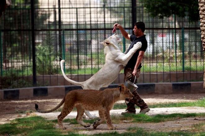 24h qua ảnh: Thót tim cảnh cho sư tử trắng ăn thịt ở Iraq - Ảnh 5.