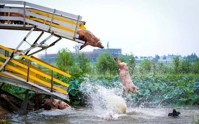 24h qua ảnh: Trang trại Trung Quốc cho lợn nhảy cầu tập thể dục - Ảnh 3.