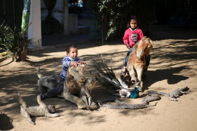 24h qua ảnh: Trẻ em Palestine cưỡi động vật chết khô trong vườn thú - Ảnh 5.