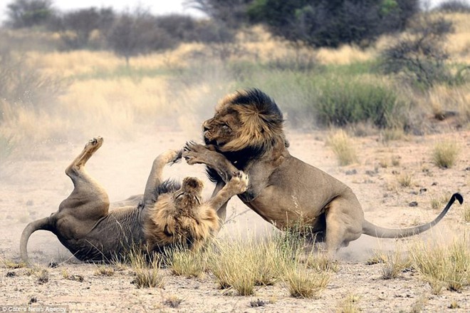 24h qua ảnh: Cặp sư tử đực quyết chiến giành bạn tình - Ảnh 5.