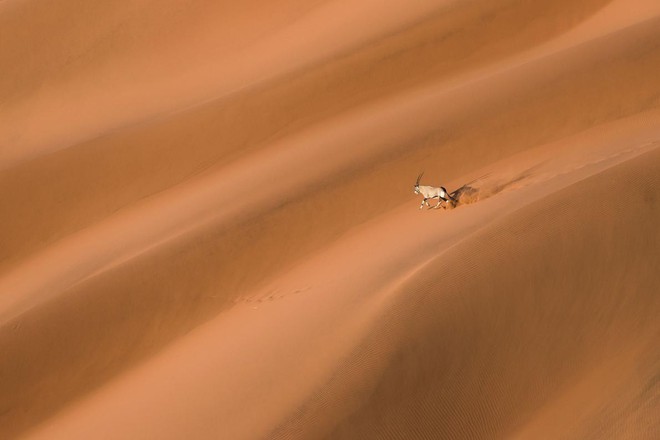 Bộ ảnh tuyệt vời của National Geographic: Khi thế giới hoang dã hóa mình thành kiệt tác - Ảnh 14.