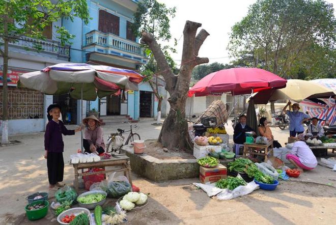 Vụ chặt hàng loạt cây xanh dọn vỉa hè: Lãnh đạo xã làm rập khuôn, máy móc - Ảnh 2.