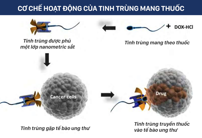 Nghiên cứu dùng tinh trùng chữa ung thư: Hãy xem cách tinh trùng mang thuốc diệt khối u! - Ảnh 1.