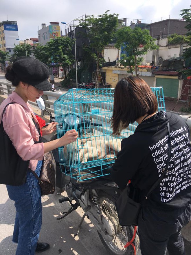 Chú chó bị đâm trên phố Hà Nội: Lòng thương và lời đề nghị thẳng thắn tới lạnh người - Ảnh 4.