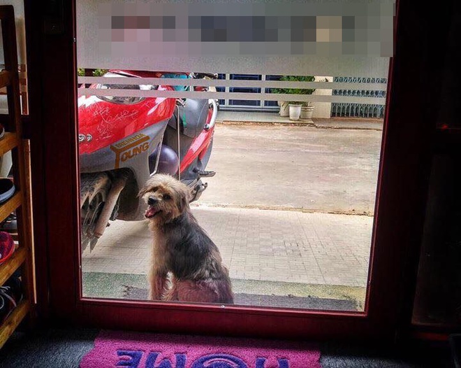 Xúc động chú chó bị bắt quay về tìm chủ cũ ở Biên Hòa sau 3 năm  - Ảnh 2.