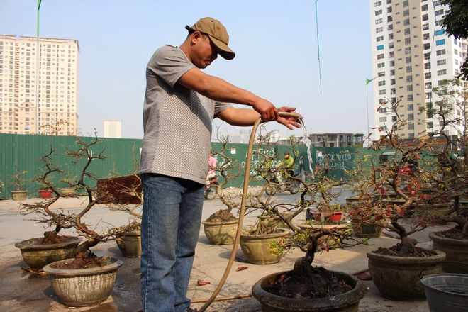 Chưa qua 27 Tết, mai đã treo biển bán tháo - Ảnh 1.