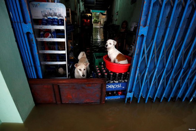 24h qua ảnh: Chó đứng trong cửa hàng ngập lụt vì bão ở Việt Nam - Ảnh 5.