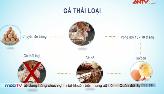 Ăn gà thải nhiễm kháng sinh hậu quả khôn lường: Chuyên gia dinh dưỡng chỉ cách phân biệt - Ảnh 1.