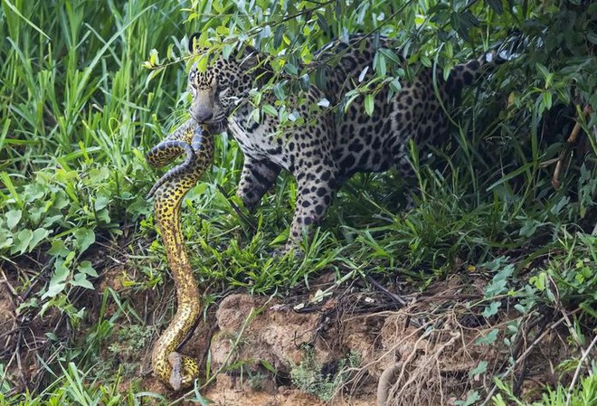 Đói ăn, báo đốm liều lĩnh phi thân xuống nước tấn công trăn Anaconda và cá sấu Nam Mỹ - Ảnh 5.