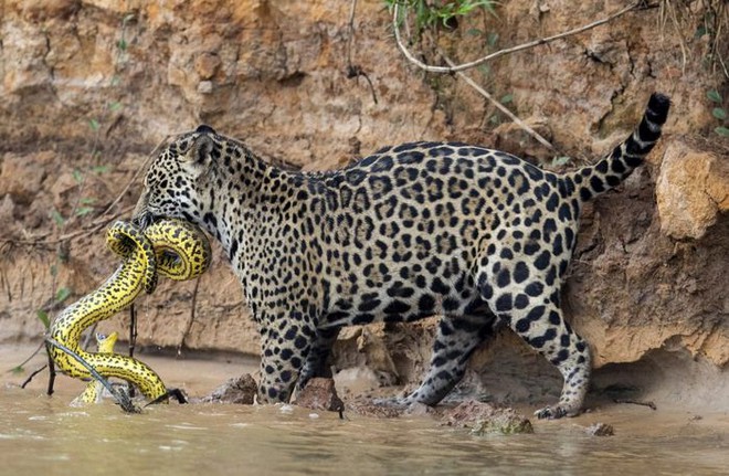 Đói ăn, báo đốm liều lĩnh phi thân xuống nước tấn công trăn Anaconda và cá sấu Nam Mỹ - Ảnh 3.
