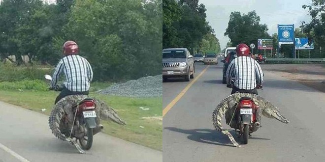 Người đàn ông bá đạo nhất năm: Dùng hẳn con cá sấu thật đang còn sống làm... yên xe máy - Ảnh 3.