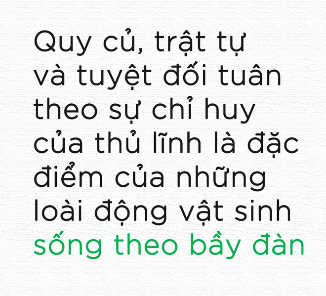 Nhăm nhe chén cả đàn cánh cụt, sát thủ đại dương nhận ngay một vố đau điếng! - Ảnh 3.