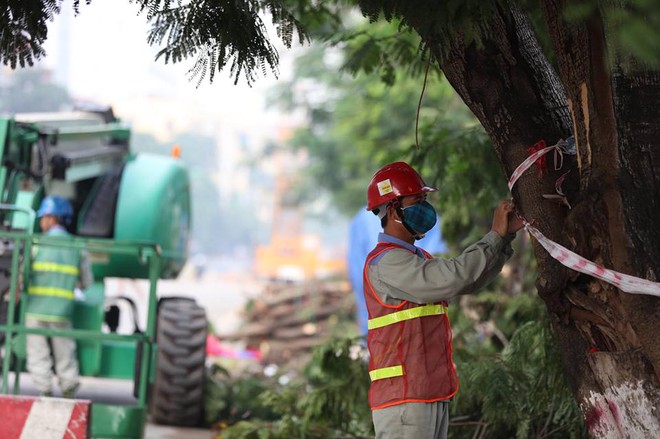 Hà Nội bắt đầu chặt hạ, di dời 130 cây xanh cổ thụ trên đường Kim Mã - Ảnh 16.