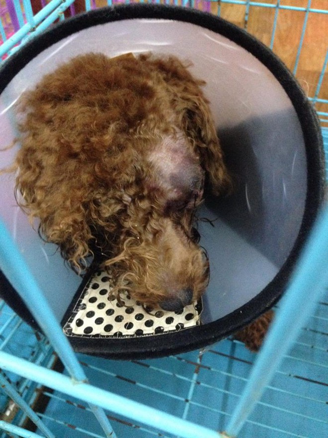 Chó Poodle bị bạn của chủ đánh chột mắt, hỏng mặt vì lỡ tè bậy lên nệm - Ảnh 5.