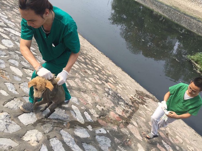 Chú chó bị chủ vứt xuống sông Tô Lịch vì mắc bệnh khó chữa - Ảnh 2.