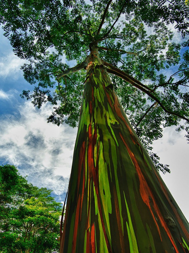 15 cây tự nhiên đẹp nhất thế giới khiến bạn ao ước được nhìn ngắm tận mắt - Ảnh 10.