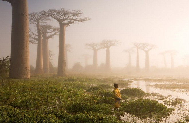 15 cây tự nhiên đẹp nhất thế giới khiến bạn ao ước được nhìn ngắm tận mắt - Ảnh 6.