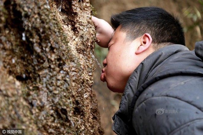 Cây thuốc tiên mọc trên núi cao, người dân đánh cược tính mạng để săn tìm - Ảnh 4.