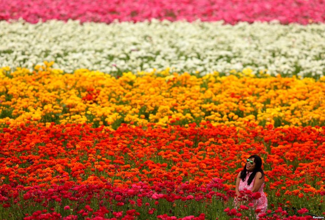 24h qua ảnh: Người Trung Quốc chen chúc ngắm hoa anh đào  - Ảnh 11.